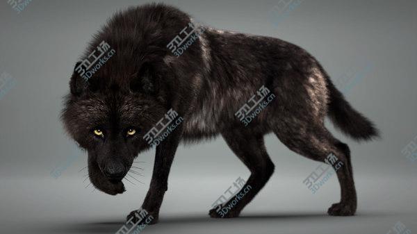 images/goods_img/20210312/Black Timber Wolf (Fur) Rigged model/2.jpg